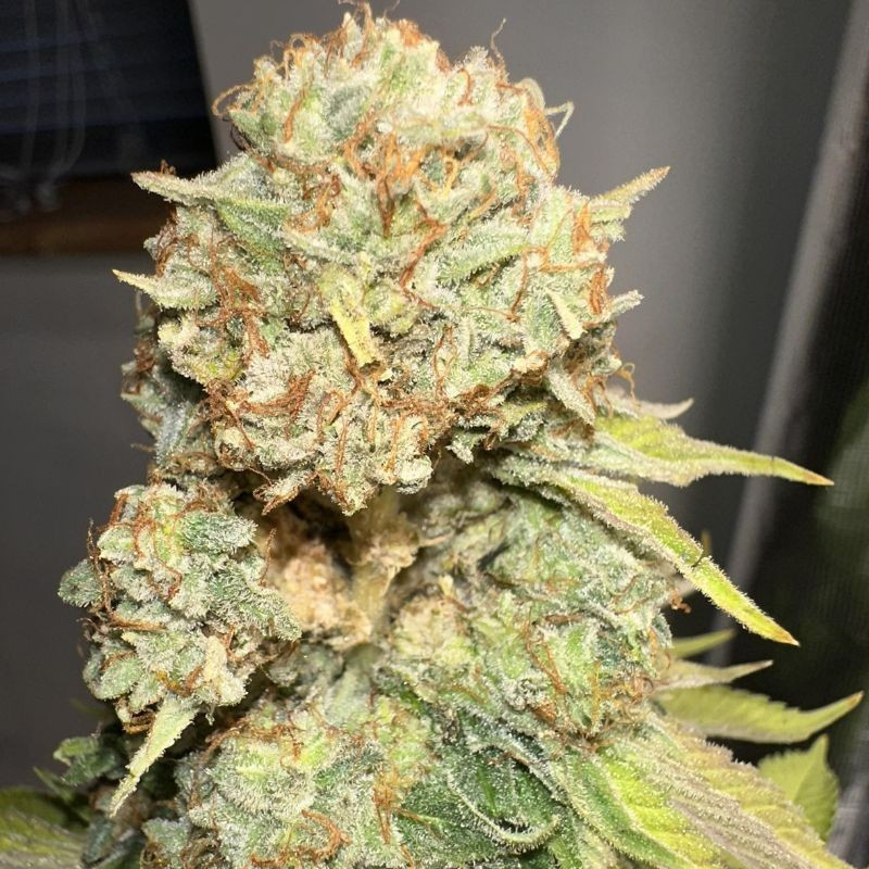Sour Diesel - cannabiszaden, cannabissoort