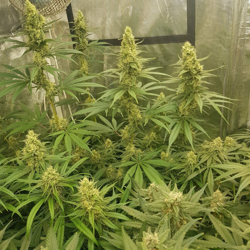 Sherbet - cannabiszaden, cannabissoort