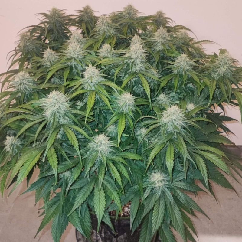 Big Star - cannabiszaden, cannabissoort