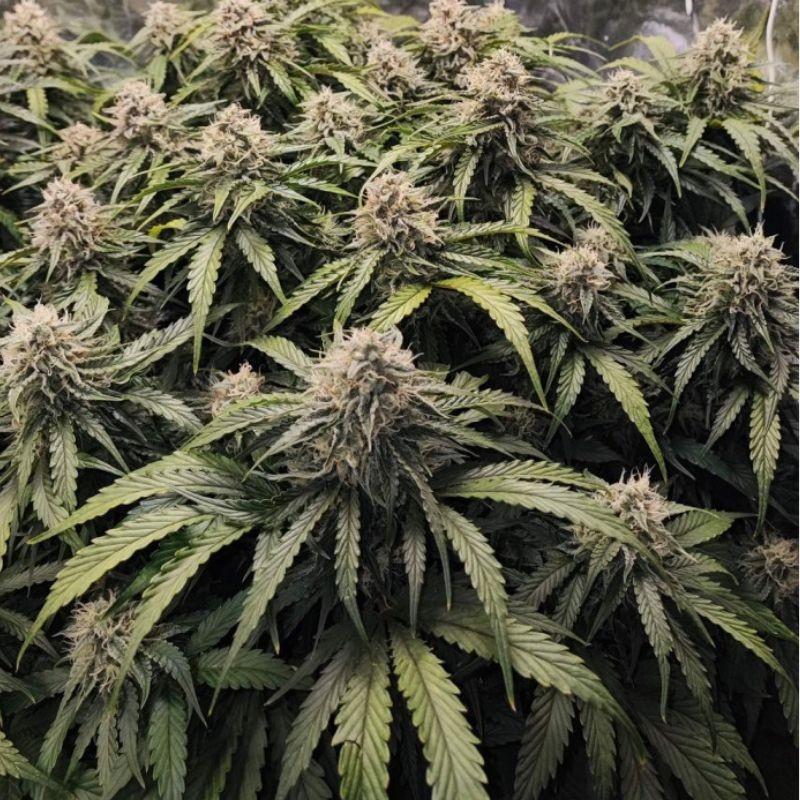 Runtz - cannabiszaden, cannabissoort