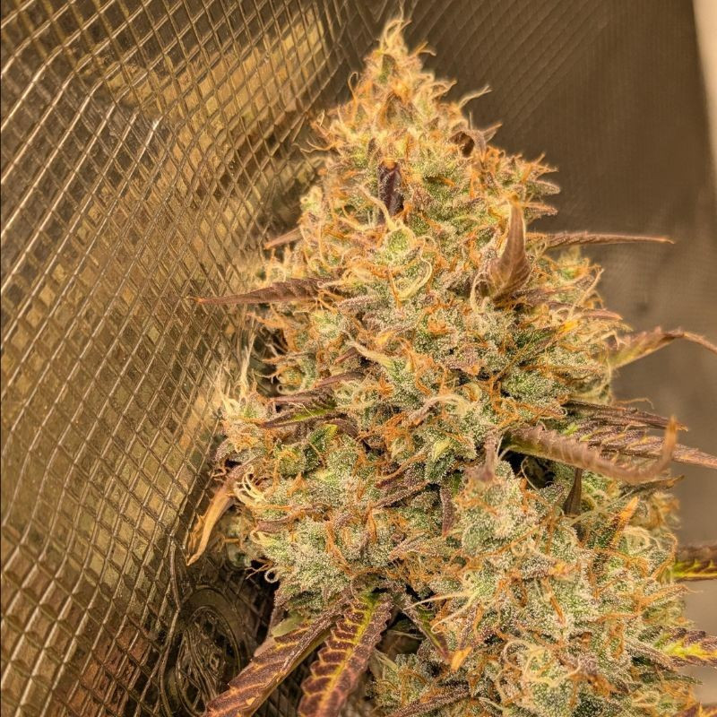 Orange Bud - cannabiszaden, cannabissoort