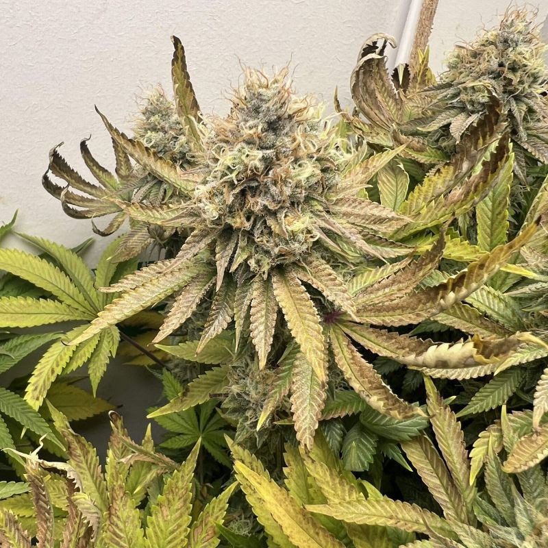 Northern Light - cannabiszaden, cannabissoort