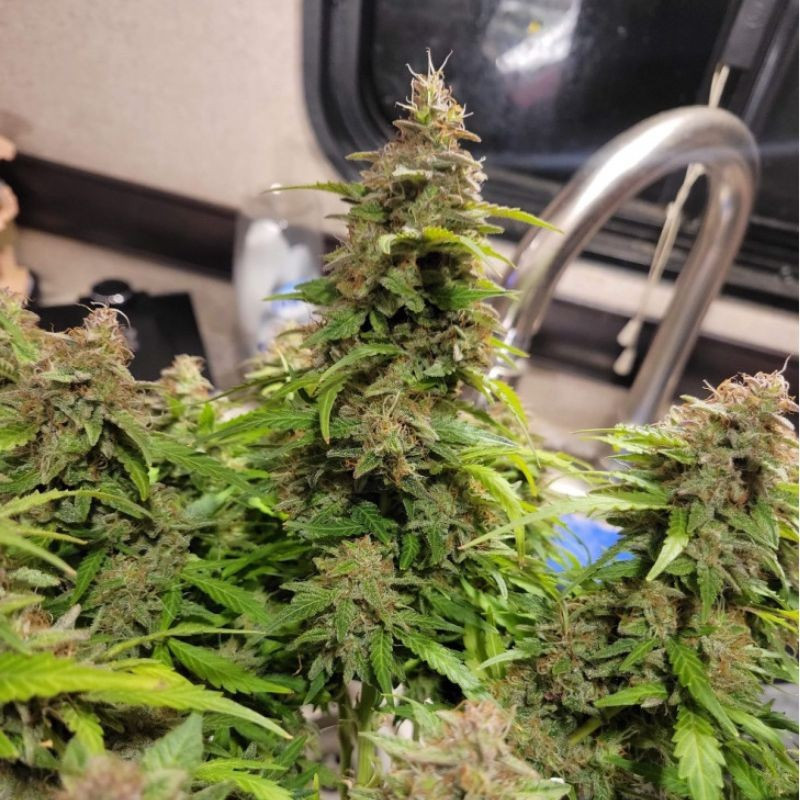 Neville's Haze - cannabiszaden, cannabissoort