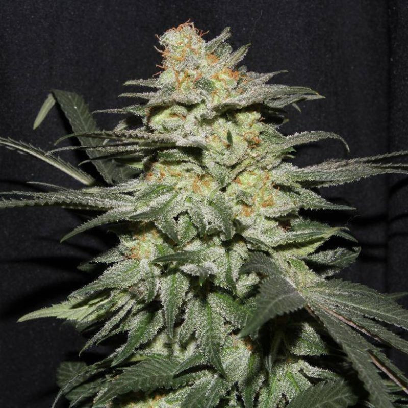 Himalaya Gold - cannabiszaden, cannabissoort