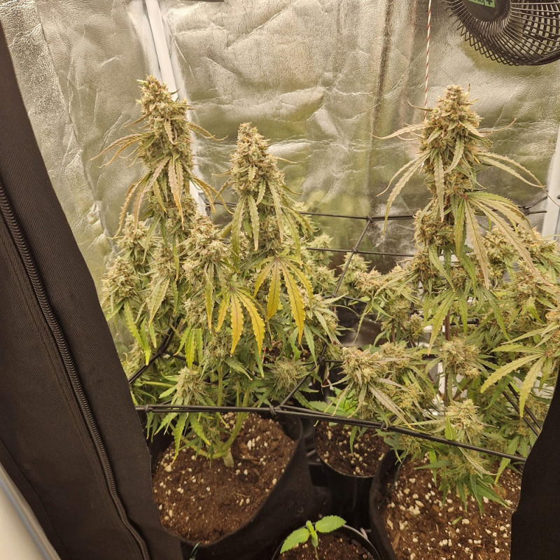 NYC Diesel - cannabiszaden, cannabissoort