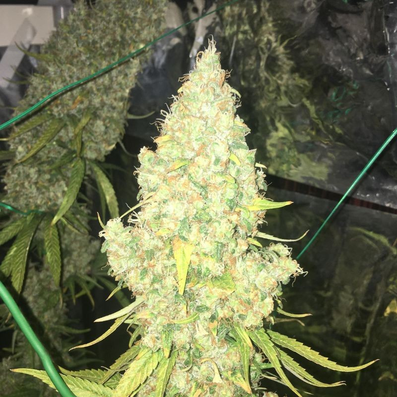 Moby Dick - cannabiszaden, cannabissoort