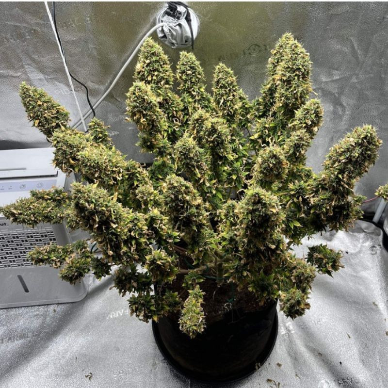 Mimosa - cannabiszaden, cannabissoort