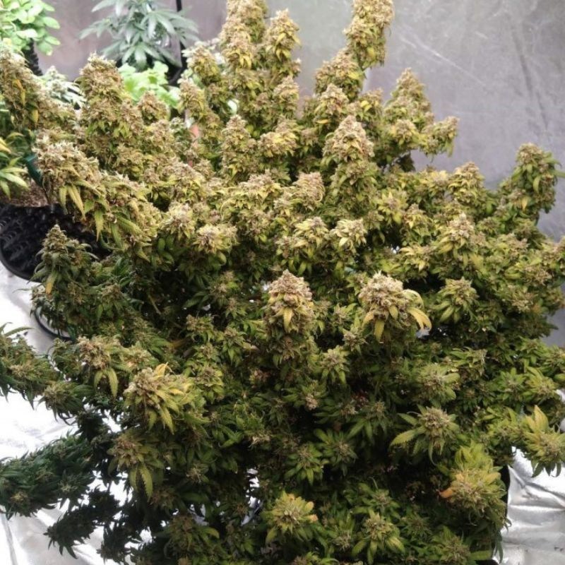 Mazar Extra - cannabiszaden, cannabissoort