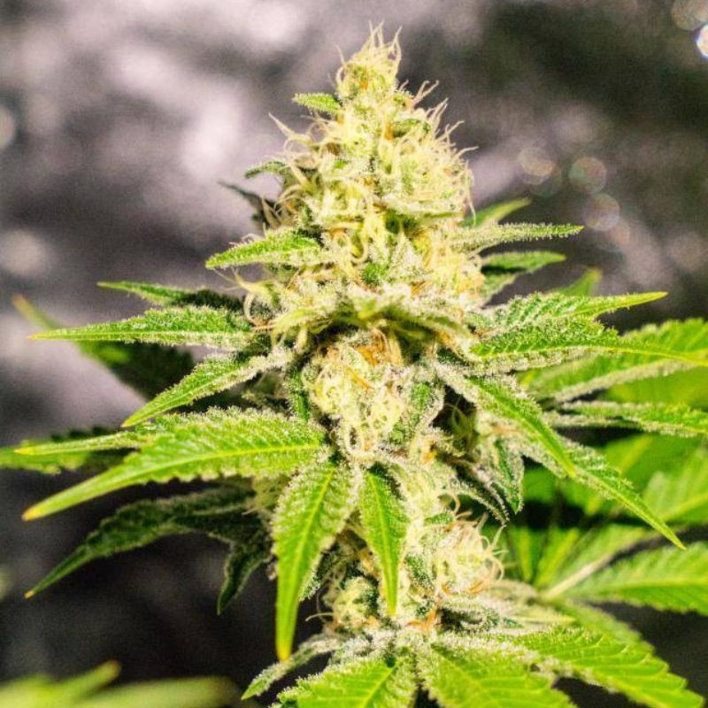 Mister Kush - cannabiszaden, cannabissoort