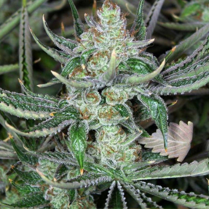 Bob Marley - cannabiszaden, cannabissoort