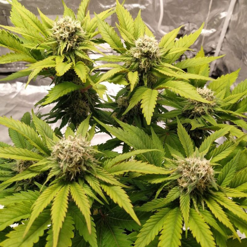 Lemon Juice - cannabiszaden, cannabissoort