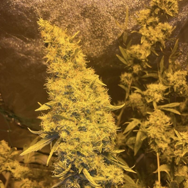 Kali Mist - cannabiszaden, cannabissoort