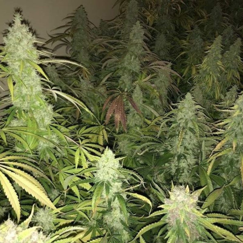 Kalashnikova - cannabiszaden, cannabissoort