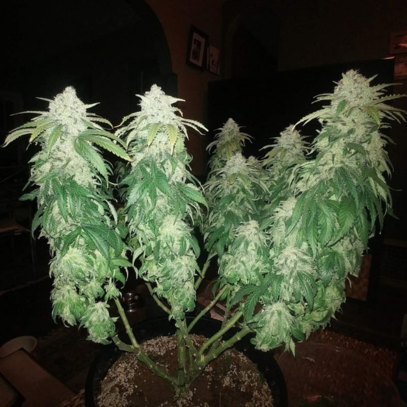 Jack Herer - cannabiszaden, cannabissoort