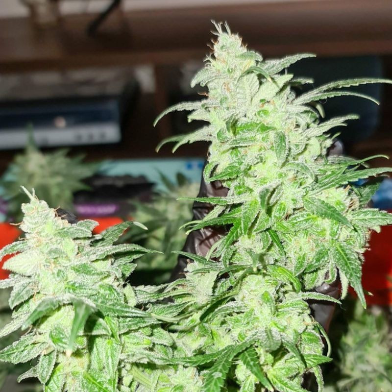 Gorilla Glue - cannabiszaden, cannabissoort