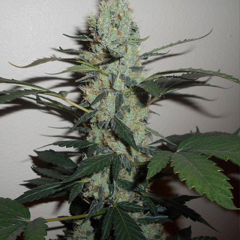 Green Crack - cannabiszaden, cannabissoort