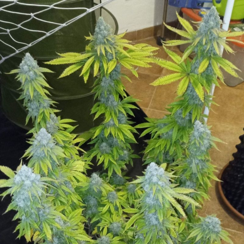 Crystal Candy - cannabiszaden, cannabissoort