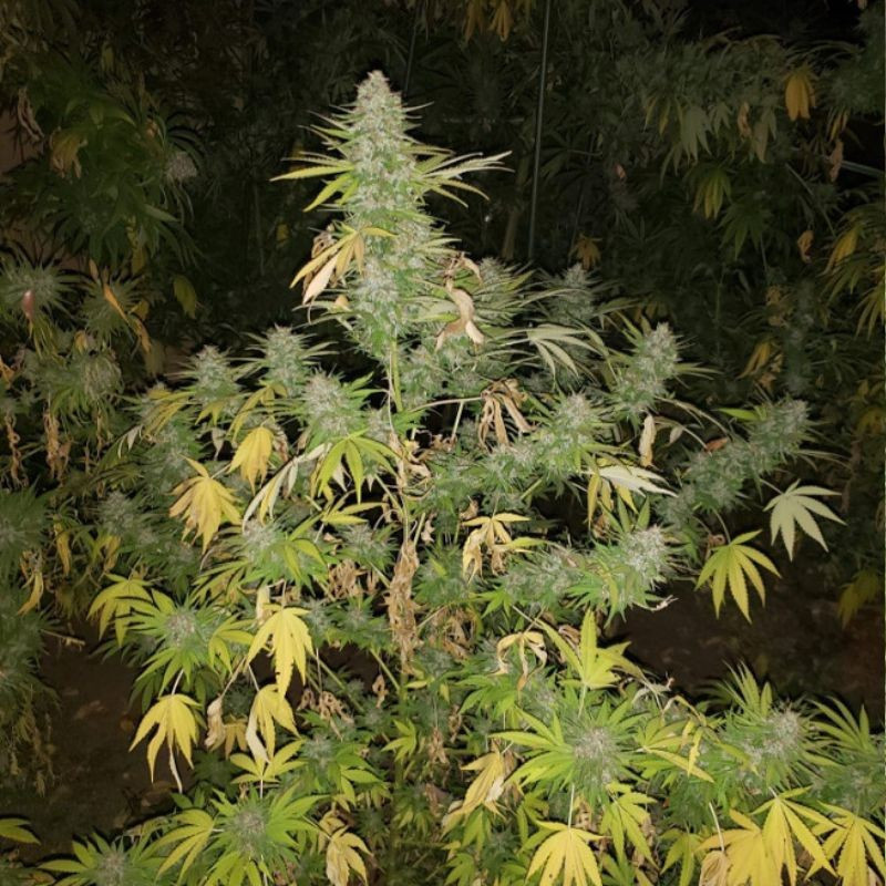 Grapefruit - cannabiszaden, cannabissoort