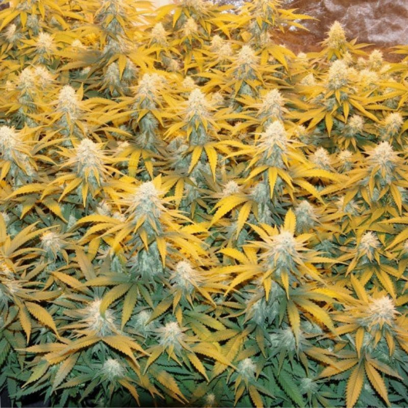 Great White Shark - cannabiszaden, cannabissoort