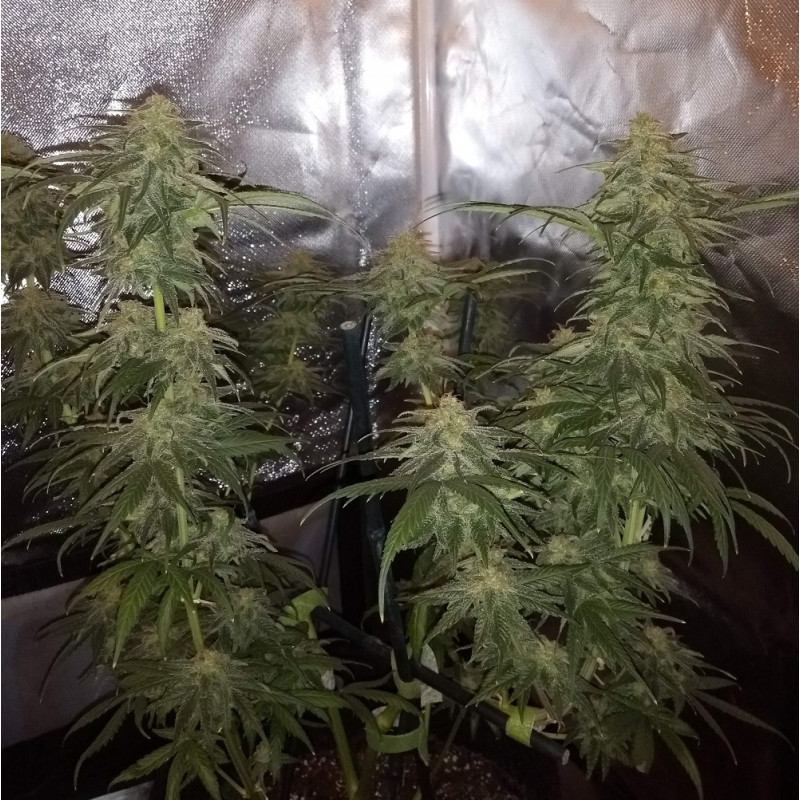 Special Mintz - cannabiszaden, cannabissoort