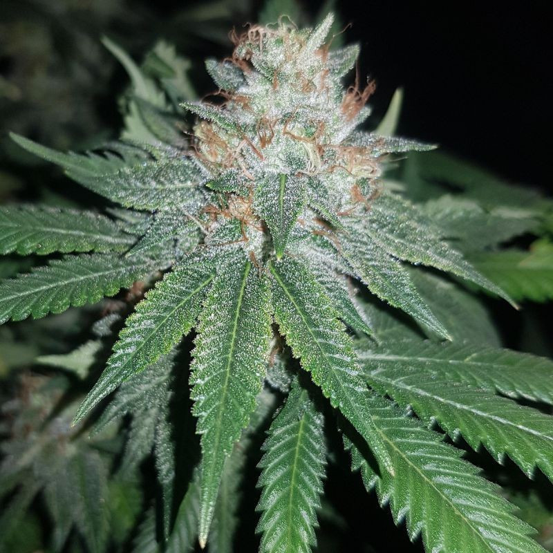 Euforia Special - cannabiszaden, cannabissoort