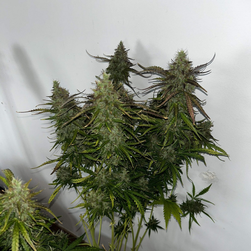 Skunk - cannabiszaden, cannabissoort