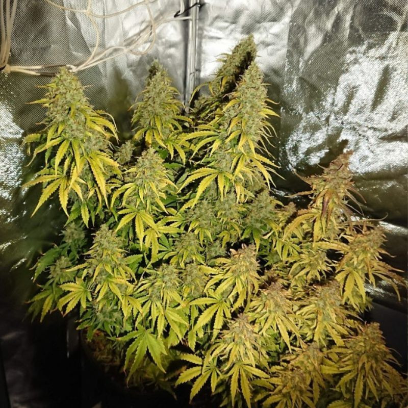 Durban Poison - cannabiszaden, cannabissoort