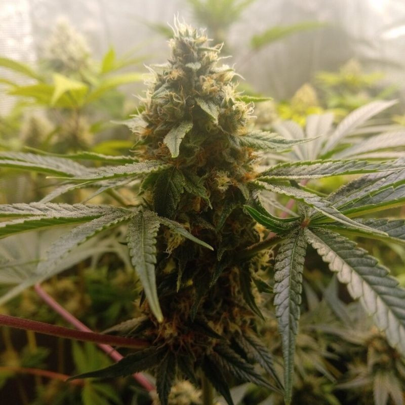 Critical Mass - cannabiszaden, cannabissoort