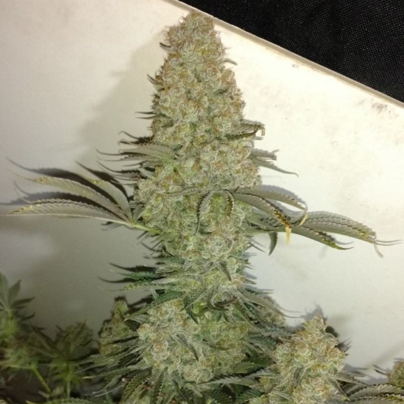 Critical - cannabiszaden, cannabissoort