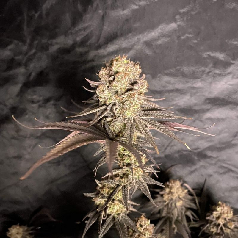 RoboCop - cannabiszaden, cannabissoort