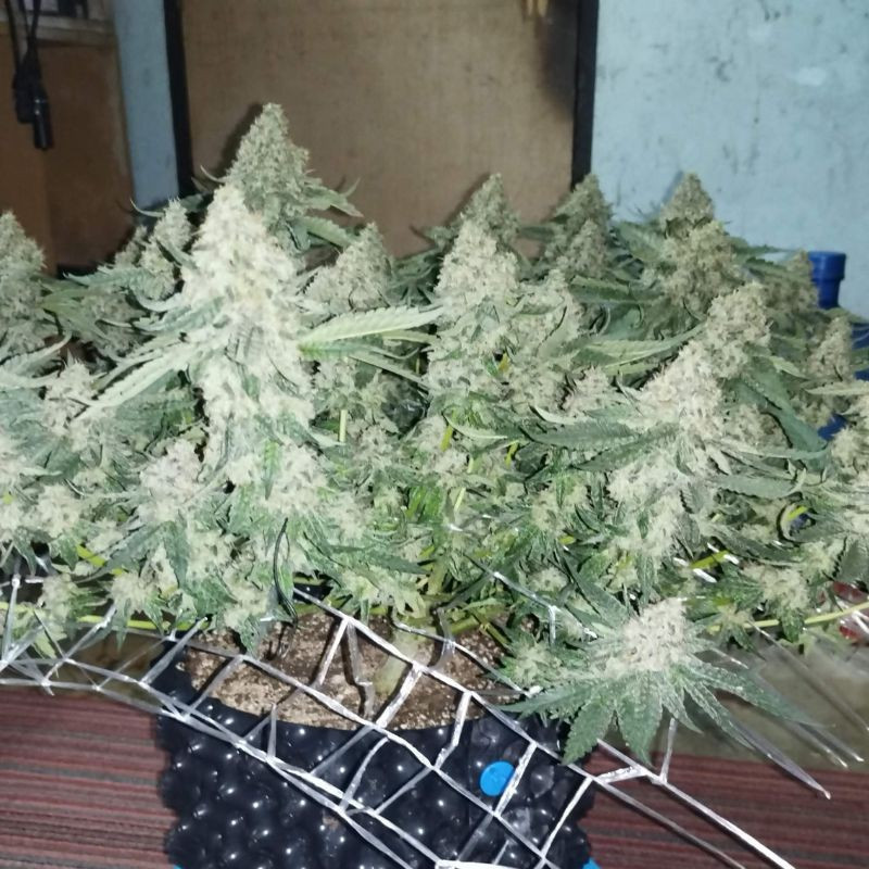 Coffee Ryder - cannabiszaden, cannabissoort