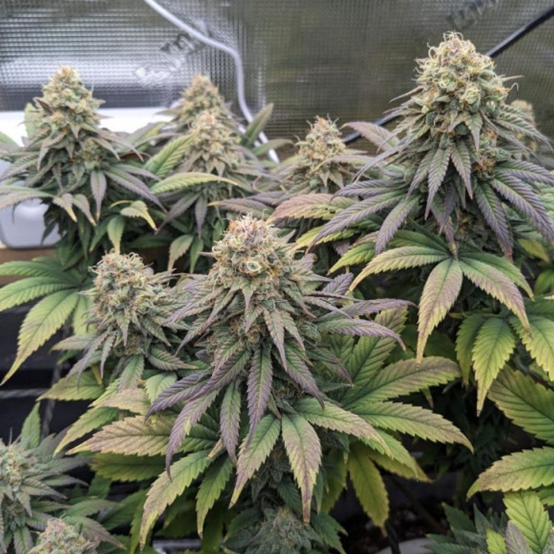 Cheese - cannabiszaden, cannabissoort