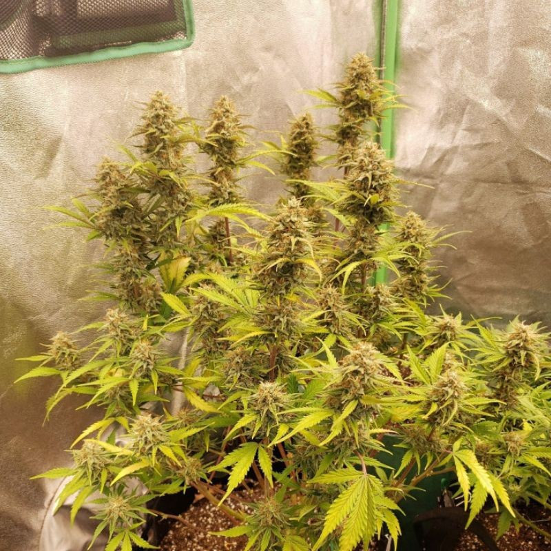 Caramel - cannabiszaden, cannabissoort