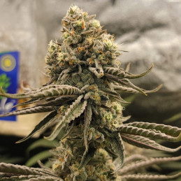 Bruce Banner - cannabiszaden, cannabissoort