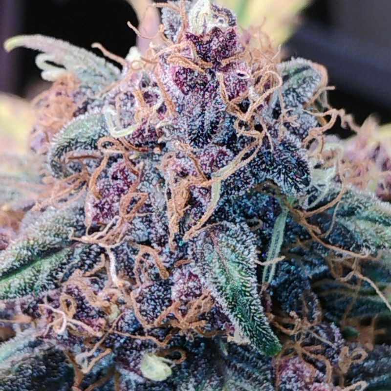 Blueberry - cannabiszaden, cannabissoort Blueberry - cannabiszaden, cannabissoort