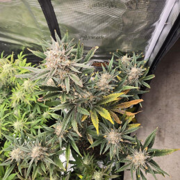 Banana Flower - cannabiszaden, cannabissoort