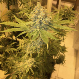 AK 47 - cannabiszaden, cannabissoort