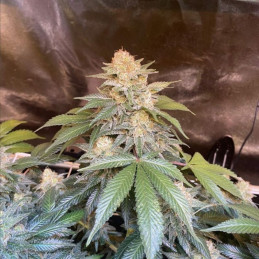 White Russian - cannabiszaden, cannabissoort