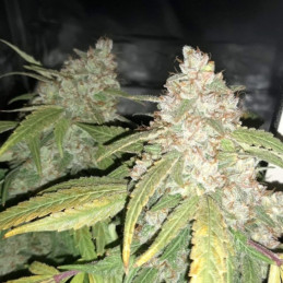 Afghan Kush - cannabiszaden, cannabissoort