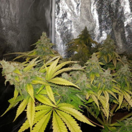 OG Kush - cannabiszaden, cannabissoort