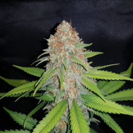 White Widow - cannabiszaden, cannabissoort