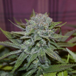 Candy Kush Express Fast...