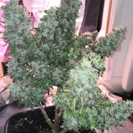 Auto Blue Diesel