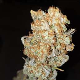 Orange Sherbert Auto