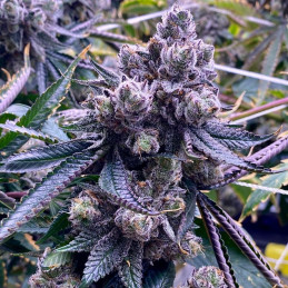 Sugar Black Rose Auto