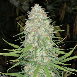 Original Auto Cheese