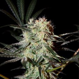 Arjan's Ultra Haze 1