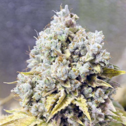 White Domina