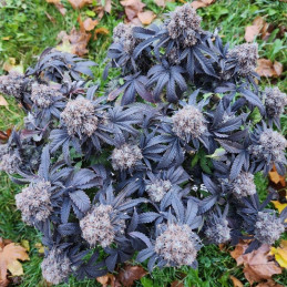 Blueberry Cookies Auto