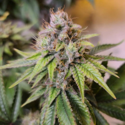 Purple Kush 1:1 Auto